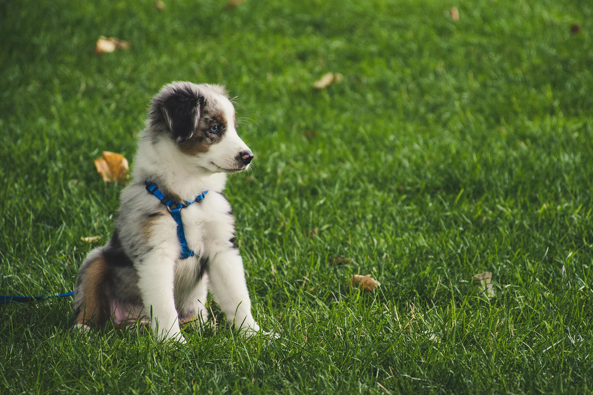 perrito en el césped del jardín